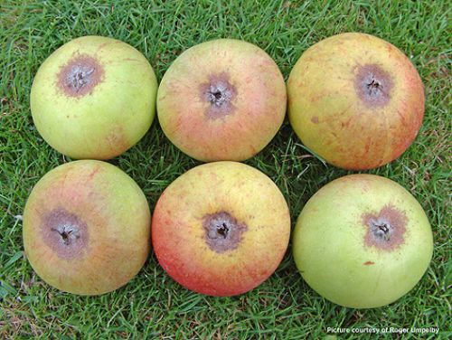 Flat Scarlet Mite activity will affect the storability and quality of fruit.