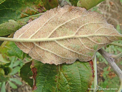 Mite colonies on the underside of leaves can lead to early necrosis and drop.