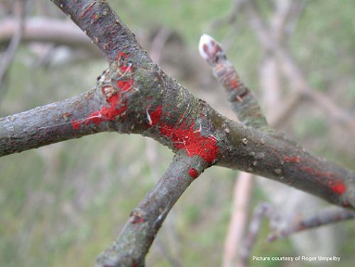 Flat Scalet Mite overwintering on apple tree. A new SOLA for Agrimec gives growers a viable control option.