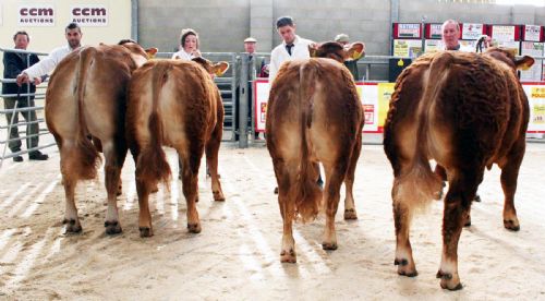 Principals being judged at the 2010 Northern Limousin Extravaganza