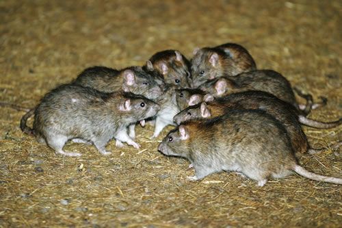 Males with female rats