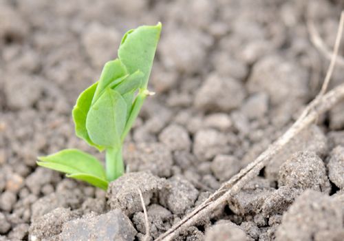 Pea seedling emergence