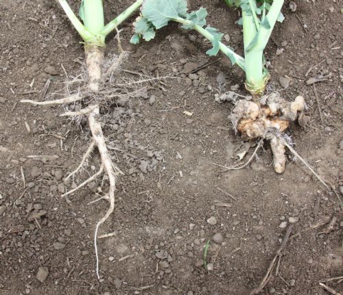 Oilseed rape plants infected with club root (right) suffer from a swollen and distorted root which can lead to stunted plants and crop failure