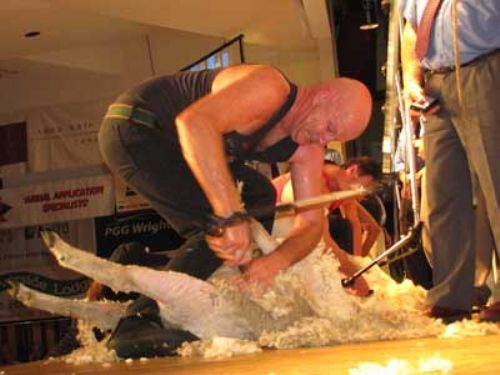 Shearing icon David Fagan competing at the New Zealand Championships
