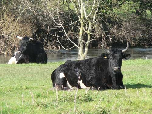 The farmland covers 2,526 acres which will include rare cattle breeds such as Shetland