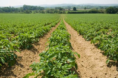Hot humid conditions raise blight risk Farming UK News