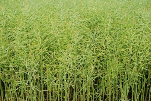 Oilseed rapr near to harvest