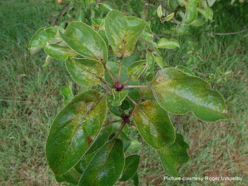 Be on the lookout for characteristic effects of Flat Scarlet Mite attack on leaves