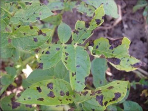 Alternaria or early blight leaf symptoms in potatoes