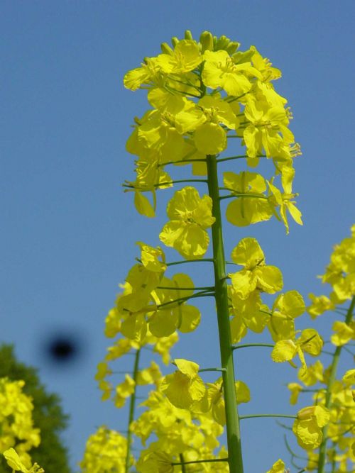 Astrid in flower