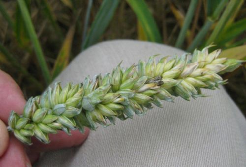 Ear diseases in wheat