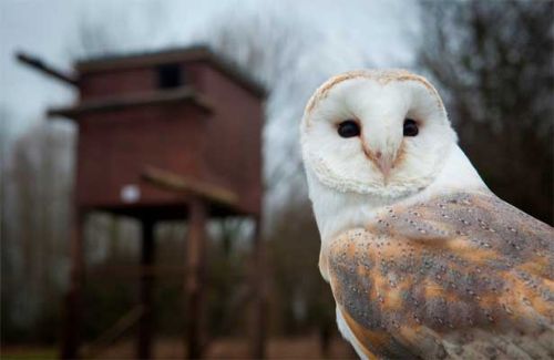 Barn Owl