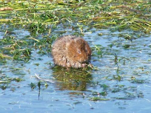 Water vole - Photographed by Jon Traill