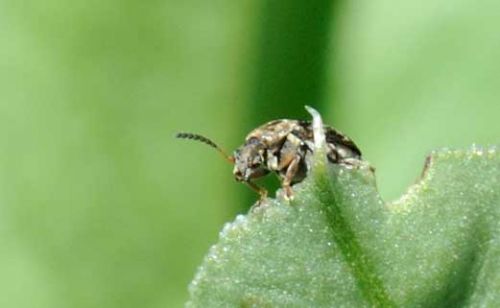 Bruchid Beetle