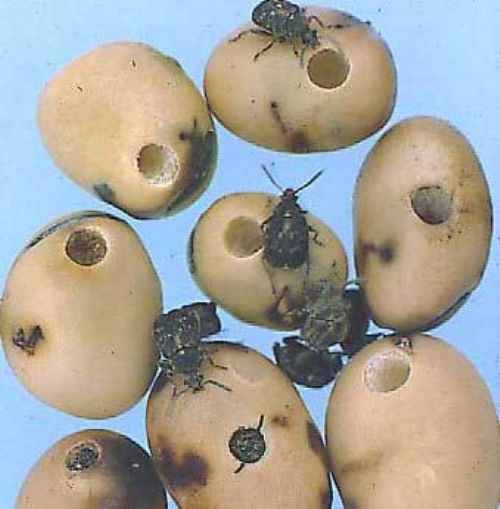 Bruchid adults in dried beans
