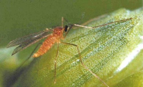 Wheat Blossom Midge adult