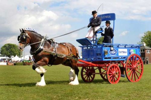 Bay shire gelding of JJ & J Shires, driver JH Goodwin