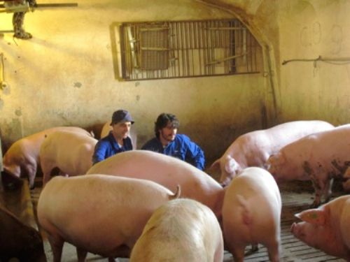 Pablo Orgaz (left) manager of Agapito Torrego’s multipler farm, and Miguel Chico look over a bunch of in-pig sows. The first 68 to farrow have averaged 12.5 piglets born alive per litter.