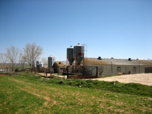 Agapito Torrego’s refurbished multiplier unit which has been set up in central Spain to meet the growing demand for ACMC’s AC1 breeding gilts.