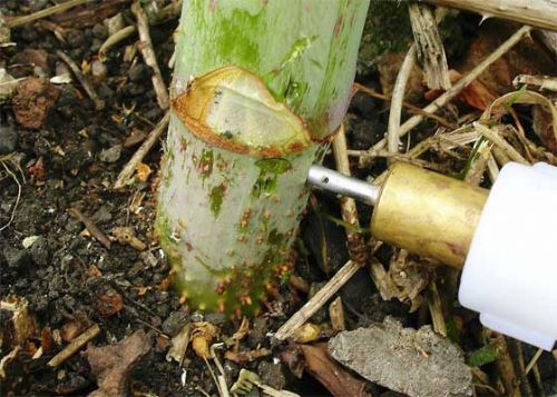 New InjectorDos in action against Japanese Knotweed
