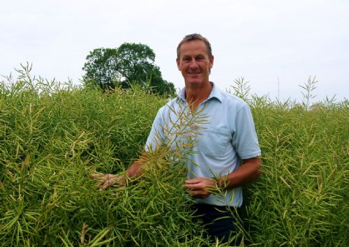 Seed grower Nick Wilson in crop of Sesame oilseed rape