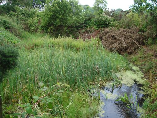 He has also created a small pond, which means that no water enters the public highway, therefore reducing the risk of flooding - an issue that was previously frequent in the area