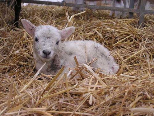 New born August lamb at Hall Hill Farm