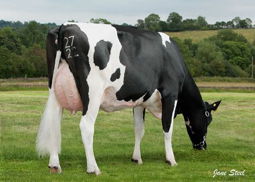Ballycairn Tiergan daughter: Broomhouse Tiergan Diva 2722 VG86.
