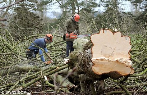 Trimming butt logs at Barrington Court