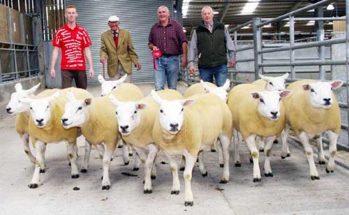CCM Shearling Gimmers Jackson Continental Champs