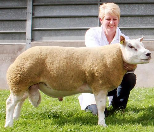 Anne Story with her Beltex Sheep Society 2011 Skipton reserve supreme champion shearling ram