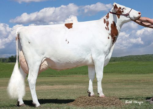 Melarry Classic Dove EX90  - dam of Doug-Red