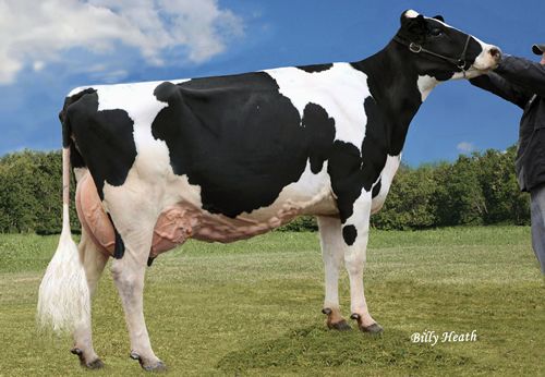 Ladys-Manor Ruby D Grace EX90 - dam of Grafeeti