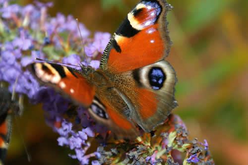 Butterflies like the peacock butterfly can come into contact with Bt maize if the pollen lands on their food plants.