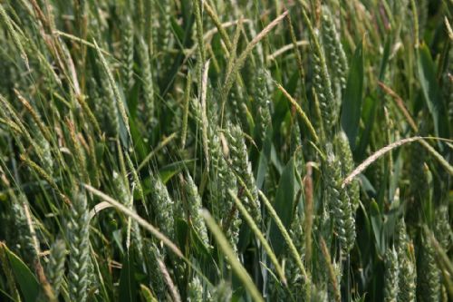 Blackgrass