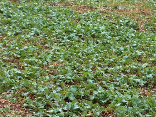 Advanced rape crop