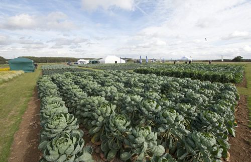 Vegetable demo site