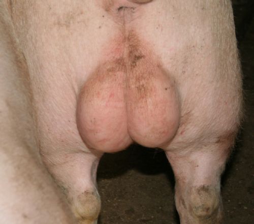 Male pig — without use of Improvac vaccine