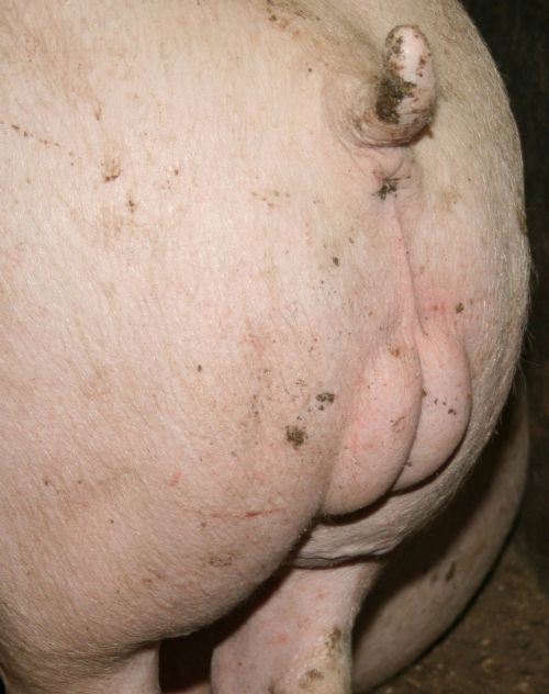 Male pig -same age - with use of Improvac vaccine