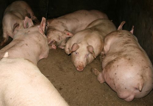 Imprivac vaccinated pigs resting quietly