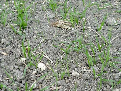Black-grass emerging