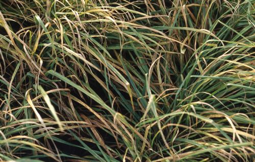Leaf death caused by Drechslera infection