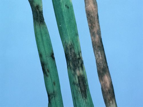 Brown spotting caused by Drechslera