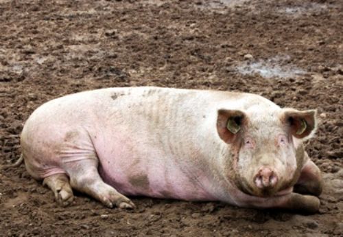 Sow herd reductions in the EU could result in a pork shortage if supermarkets don’t  support British farmers.