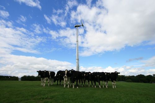 Gaia-Wind turbine and contented cows