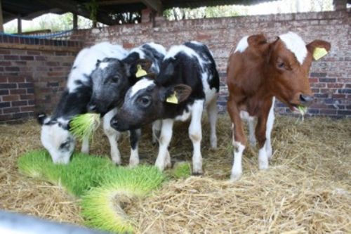 Calves enjoying Fodder Solutions