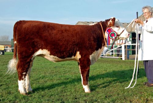 Supreme and Female Champion Blakesley 1 Honeysuckle owned and bred by P & AM Rile