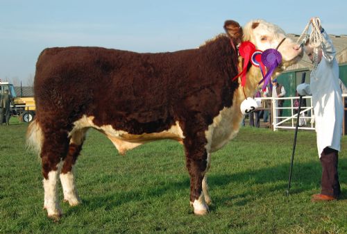 Reserve Supreme and Male Champion Glenmore 1 Voyager owned and bred by I Markham, being shown by Joshua Jack, aged 10