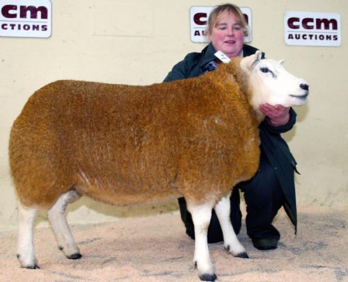 Angela Nairey with her 2011 Skipton Winter Texel reserve champion.
