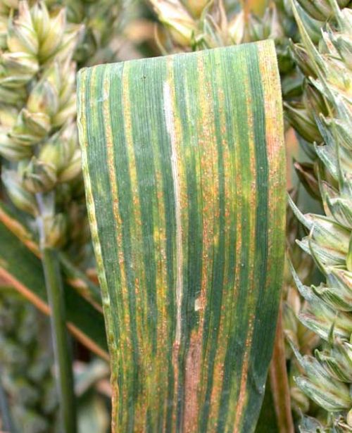 Yellow Rust